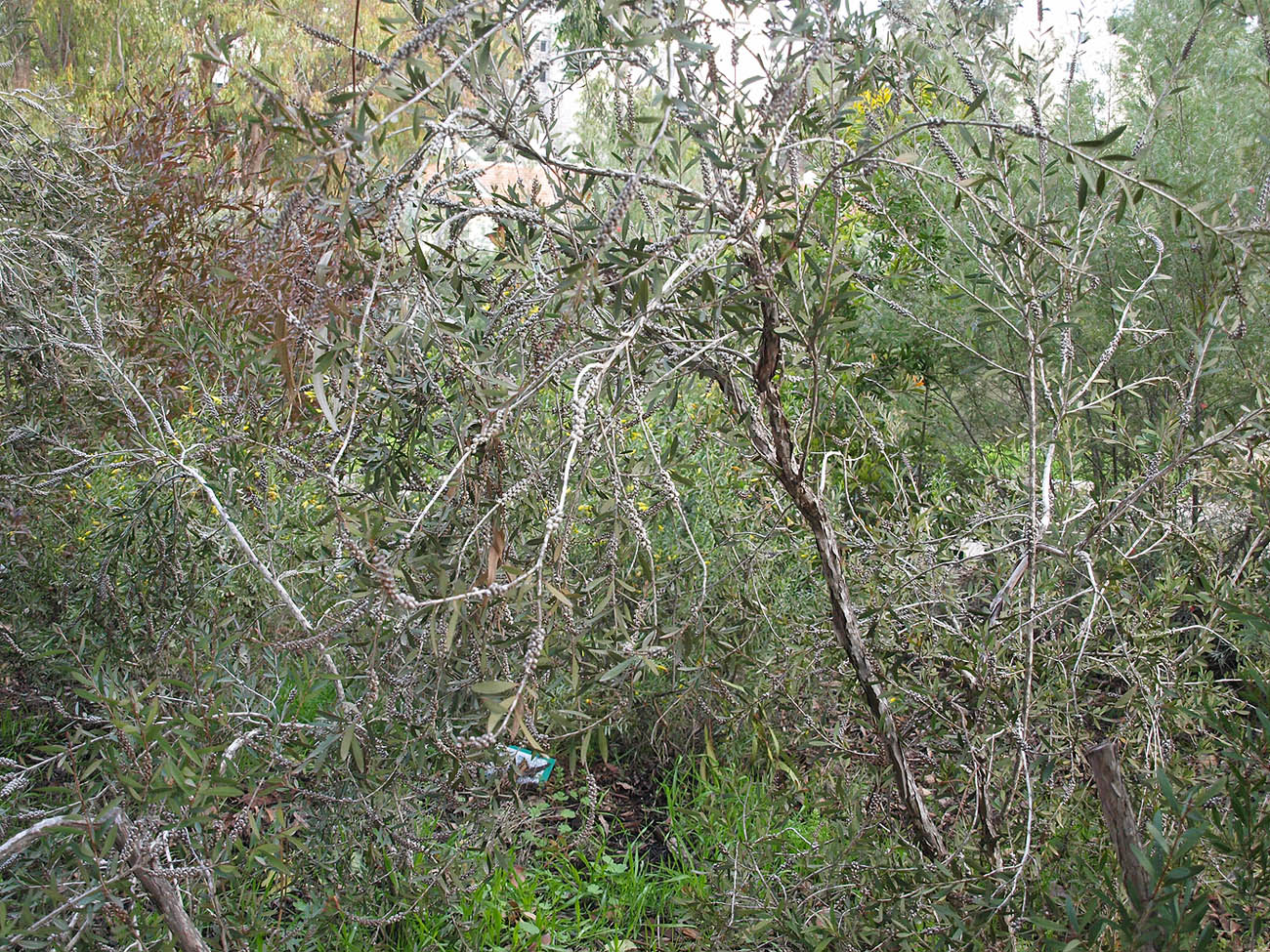 Image of Callistemon pallidus specimen.