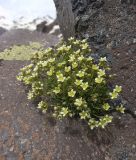 Saxifraga exarata