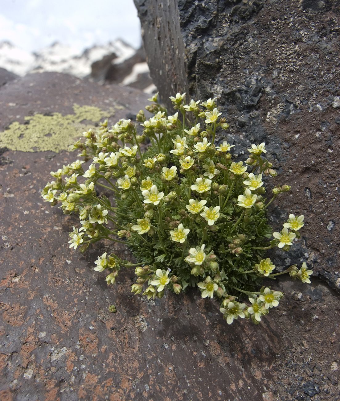 Изображение особи Saxifraga exarata.