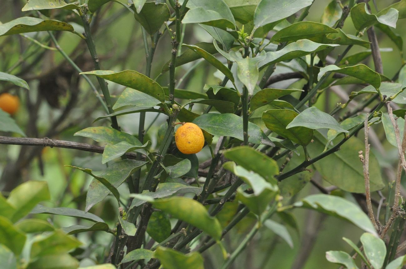 Изображение особи Citrus reticulata.