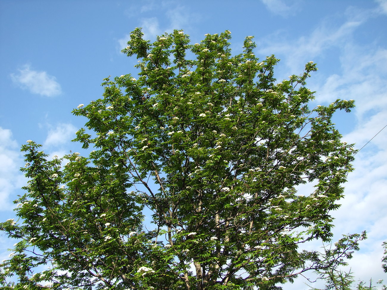 Image of Sorbus sibirica specimen.