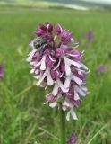 Orchis subspecies caucasica