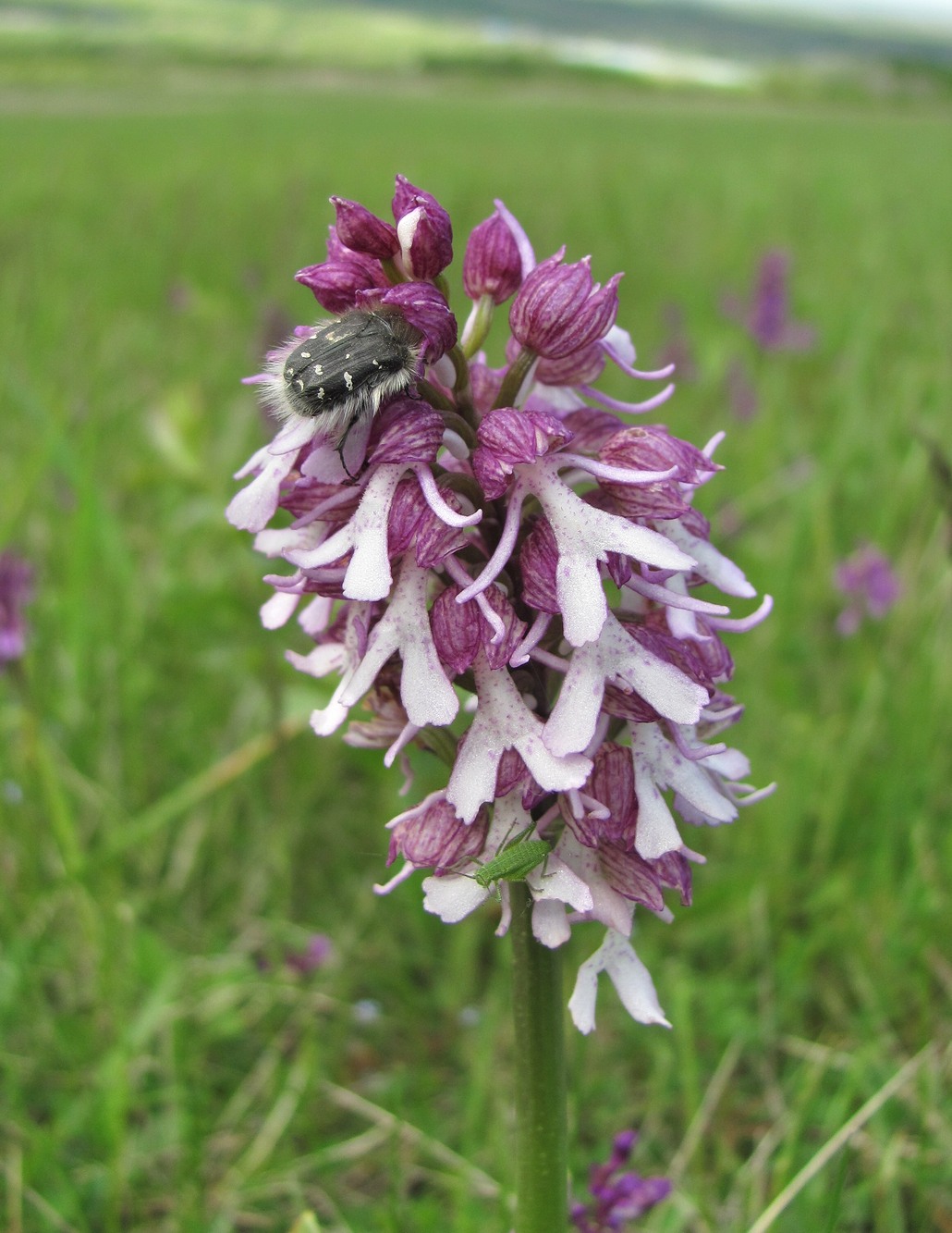 Изображение особи Orchis purpurea ssp. caucasica.