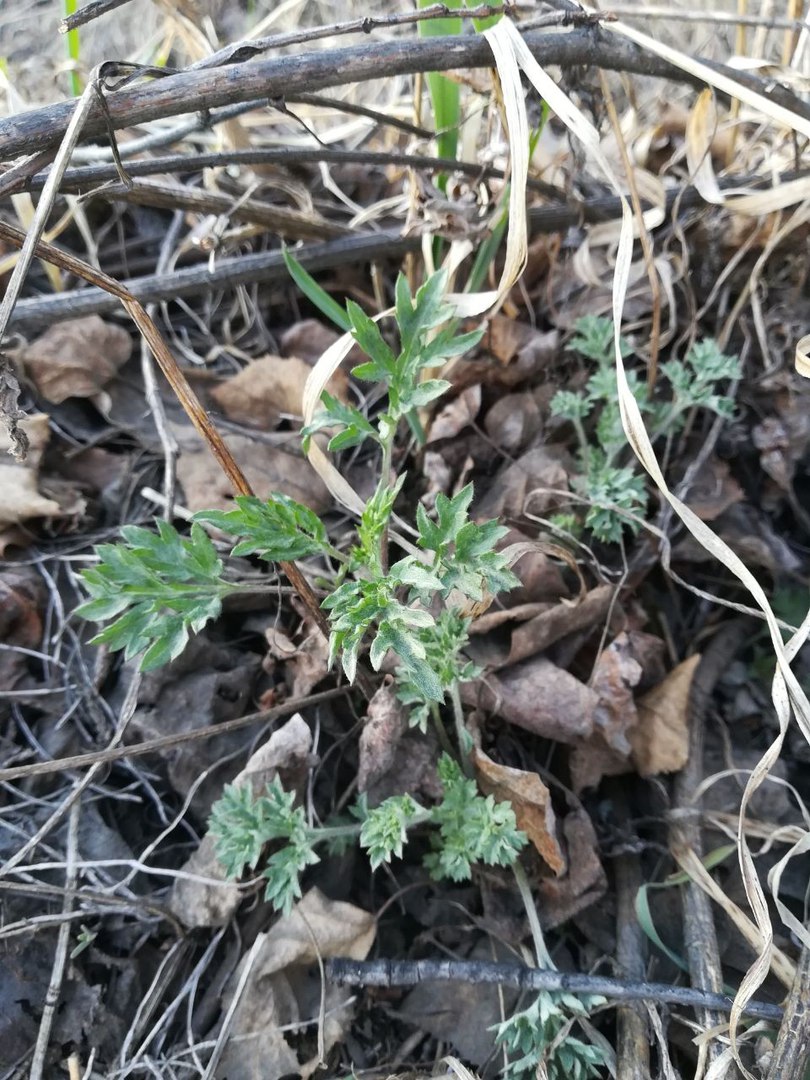 Image of genus Artemisia specimen.