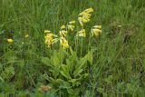 Primula veris