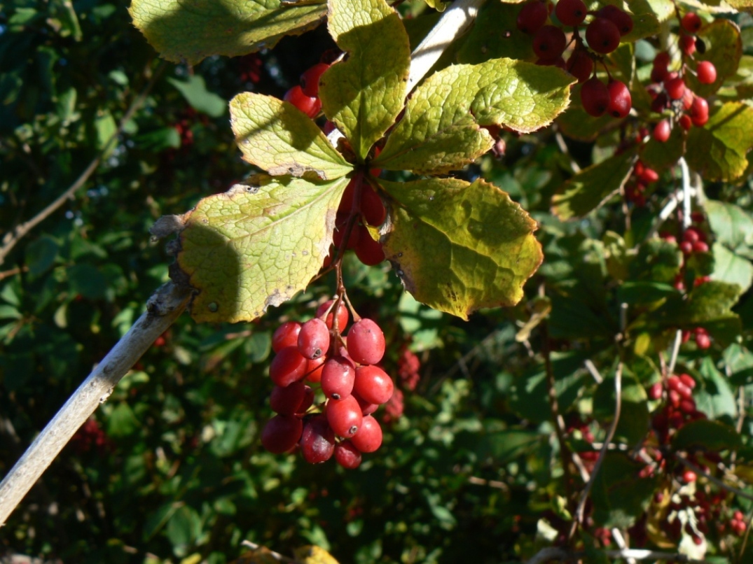 Image of Berberis amurensis specimen.