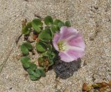 Calystegia soldanella. Цветущее растение. Крым, окр. Евпатории, берег моря, среди псаммофитной растительности. 26 мая 2018 г.