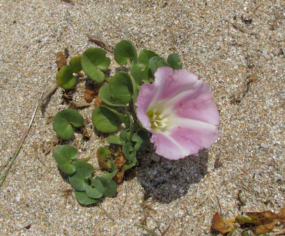 Image of Calystegia soldanella specimen.