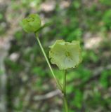 Helleborus caucasicus. Цветок, повреждённый насекомыми. Республика Адыгея, бассейн р. Белая, бассейн р. Руфабго, левый борт долины руч. Бачурина, лиственный лес. 28.04.2018.