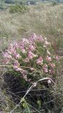 Hedysarum razoumowianum