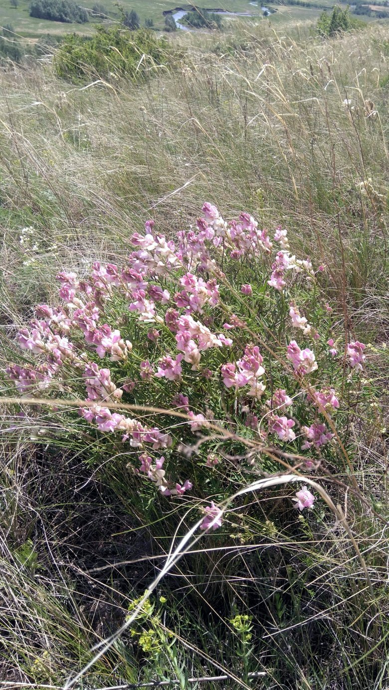 Image of Hedysarum razoumowianum specimen.