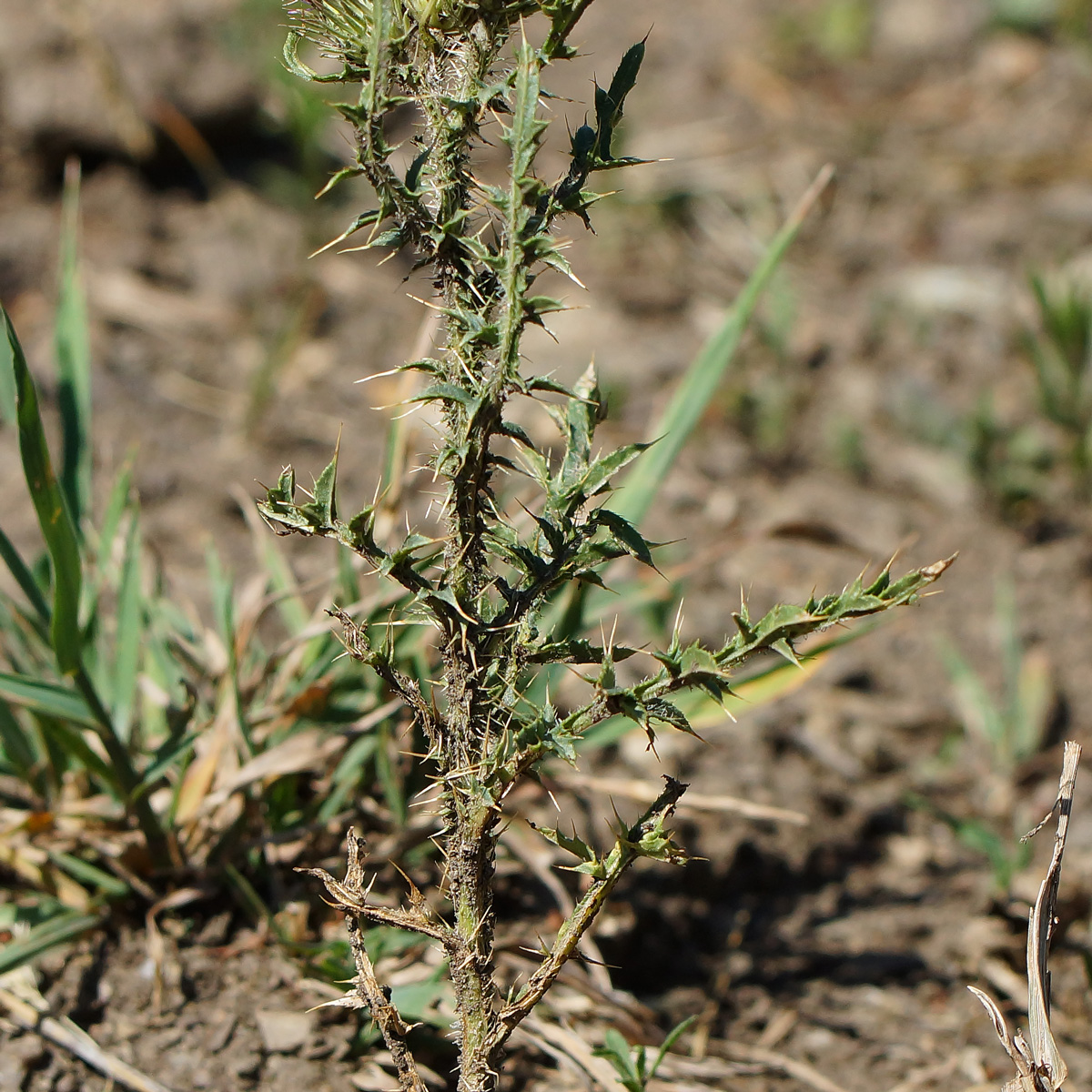 Изображение особи Carduus acanthoides.