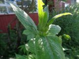 Monarda didyma