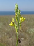 Linaria syspirensis. Соцветие с жуком-долгоносиком и гусеницей Шашечницы красной - Melitaea didyma (Esper, 1779). Крым, Тарханкутский п-ов, окр. балки Большой Кастель, степь. 6 июля 2018 г.