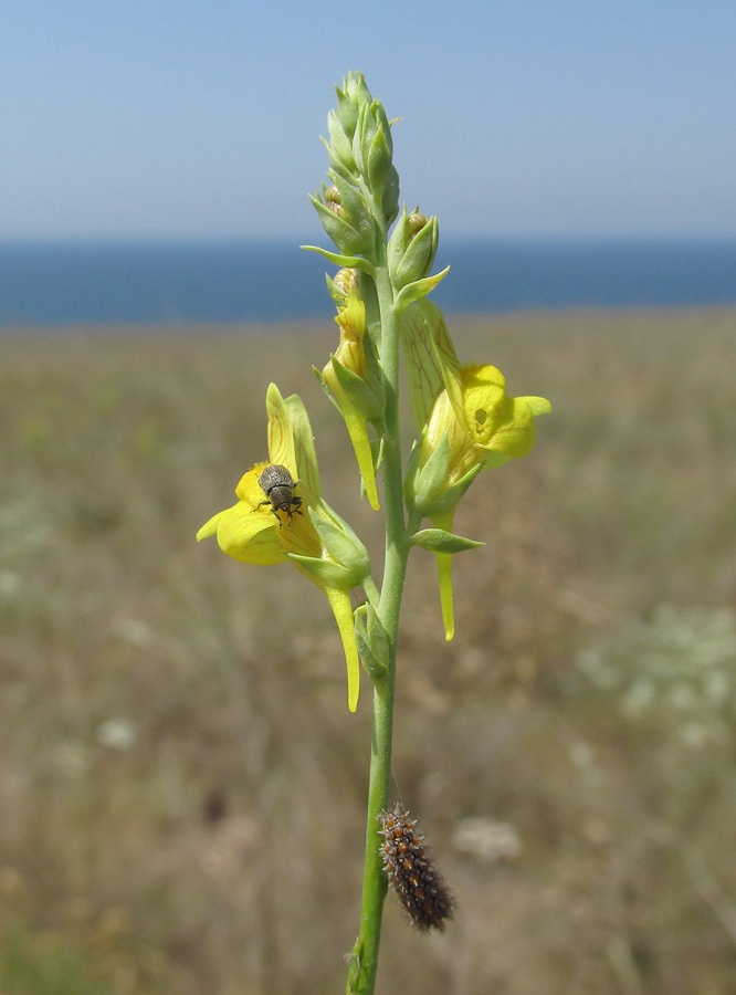 Изображение особи Linaria syspirensis.