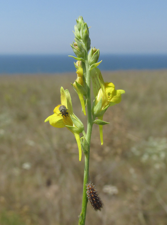 Изображение особи Linaria syspirensis.