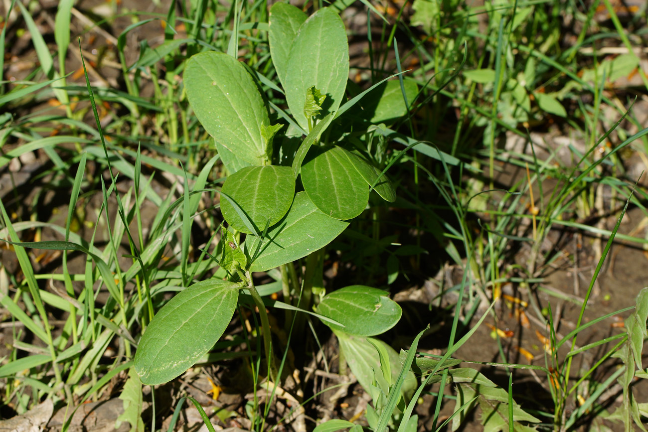 Изображение особи Echinocystis lobata.