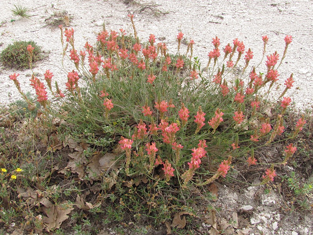 Image of Onobrychis miniata specimen.