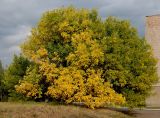 Fraxinus pennsylvanica