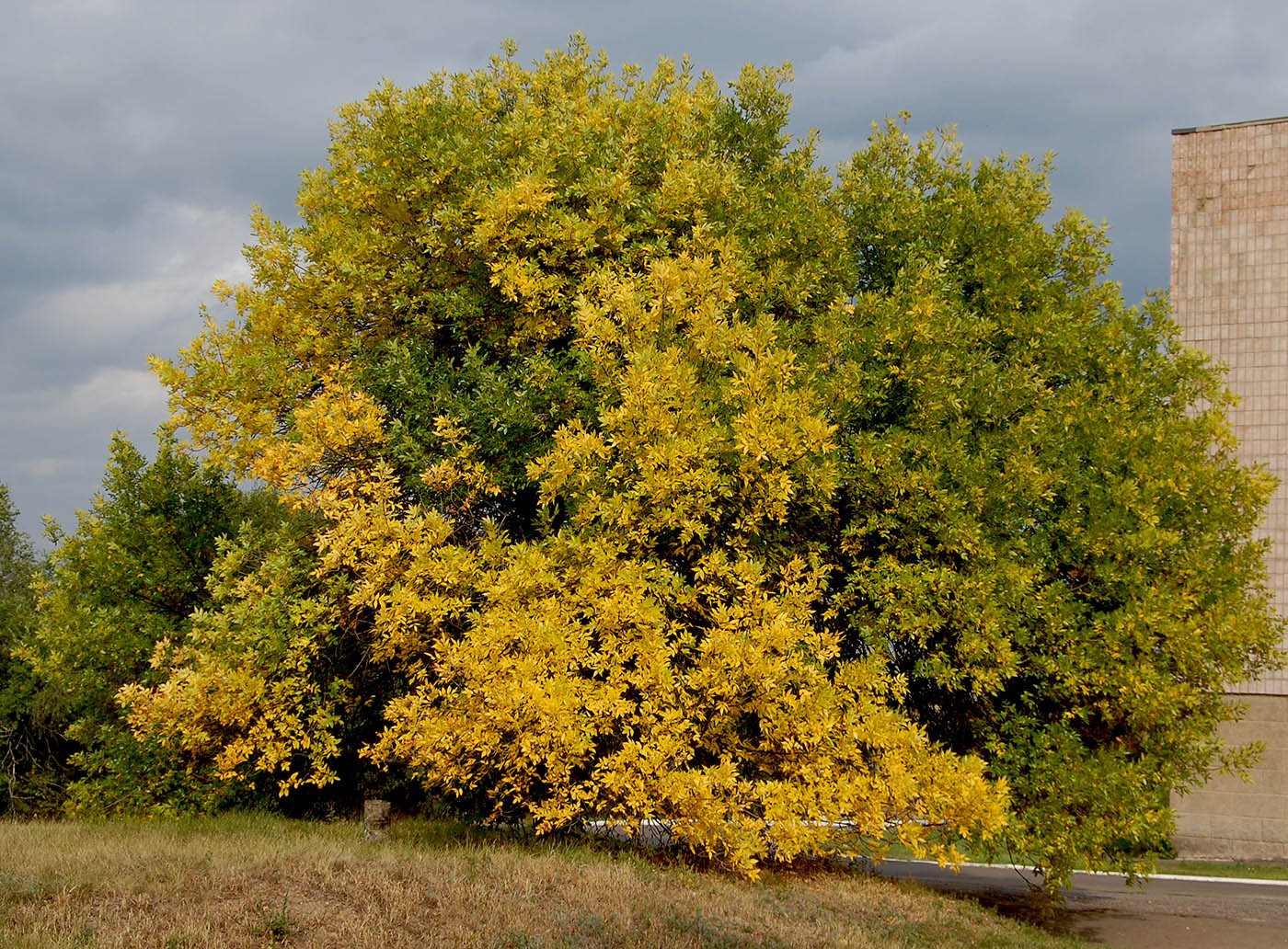 Image of Fraxinus pennsylvanica specimen.