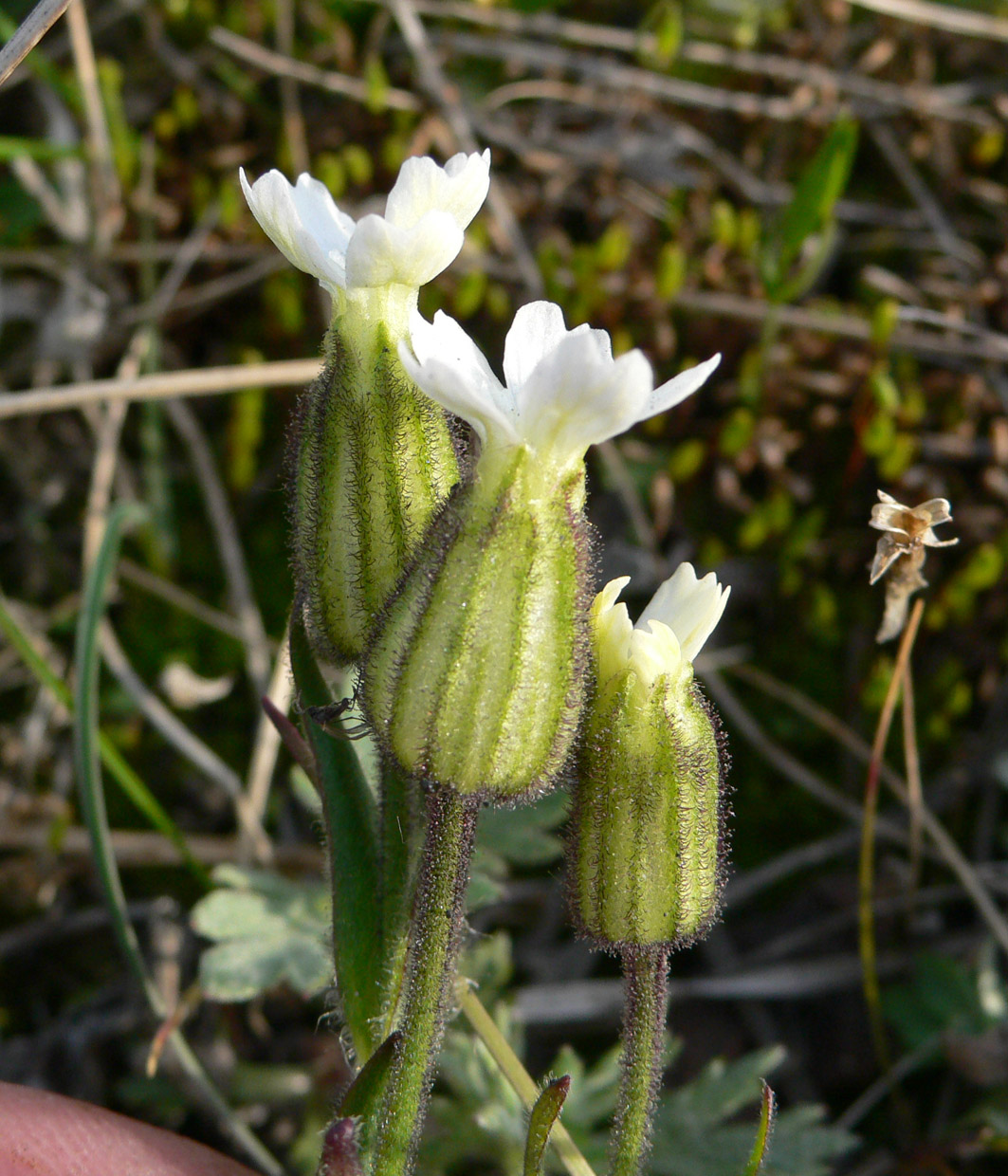 Изображение особи Gastrolychnis furcata.