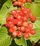 Viburnum lantana. Соплодие. Черногория, муниципалитет Цетине, западный склон массива Ловчен, обочина строящейся дороги, крутой горный склон. Июль 2018 г.