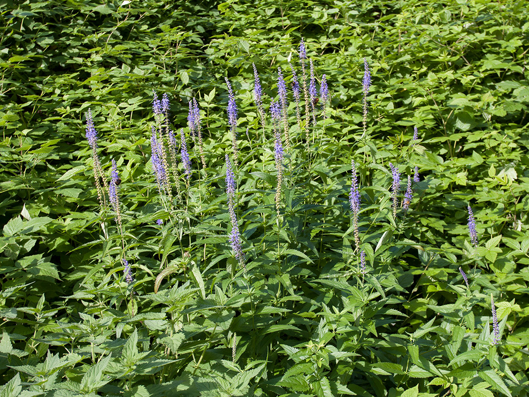 Изображение особи Veronica longifolia.