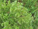 Apiaceae