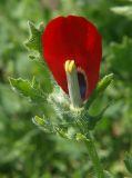 Glaucium corniculatum