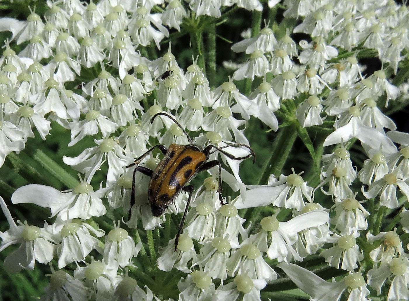 Image of Heracleum dissectum specimen.