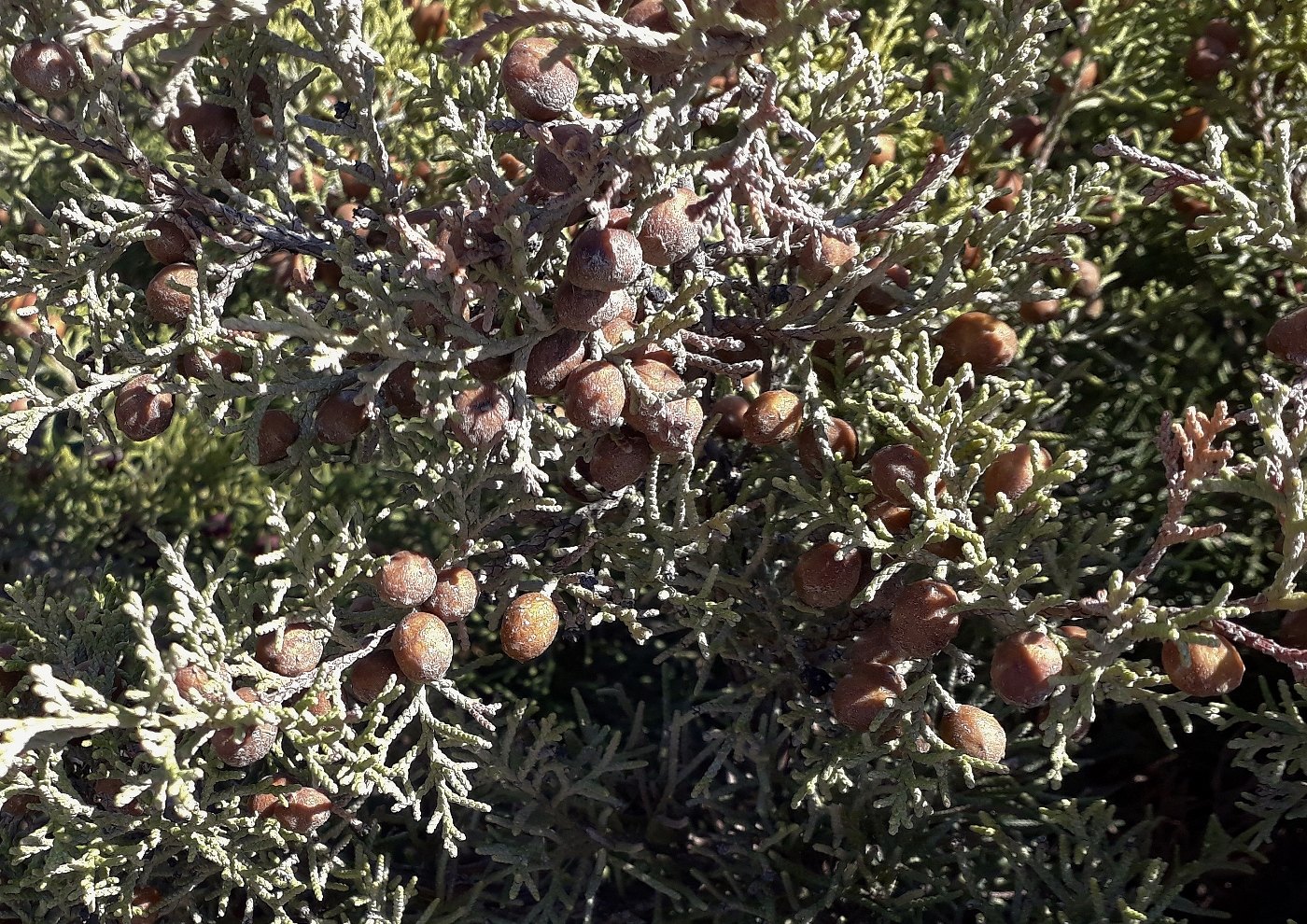 Image of Juniperus phoenicea specimen.