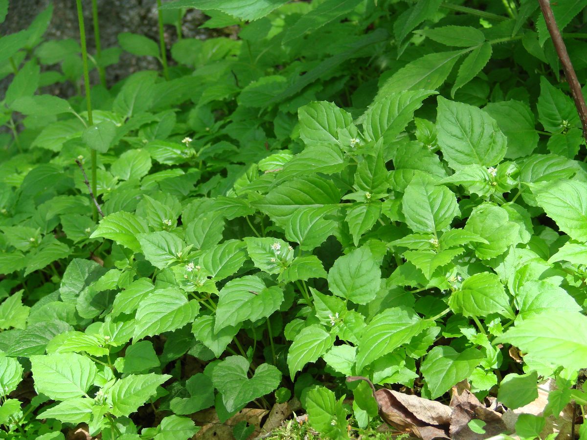 Image of Circaea alpina specimen.