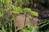 Chrysosplenium sibiricum