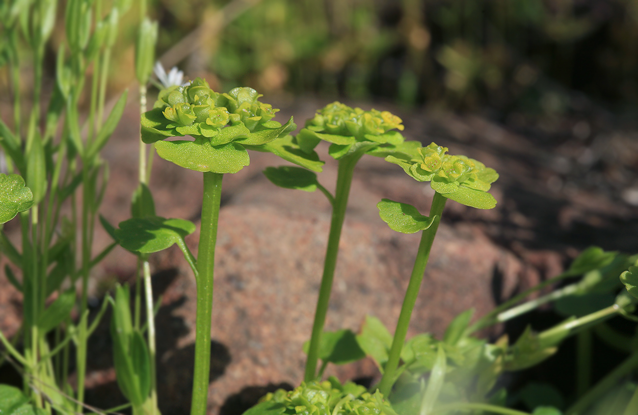 Изображение особи Chrysosplenium sibiricum.