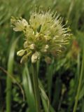 Allium victorialis