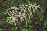 Aruncus dioicus