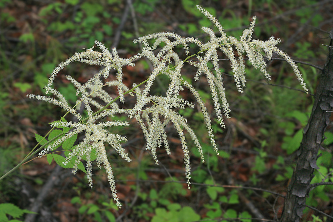 Image of Aruncus dioicus specimen.