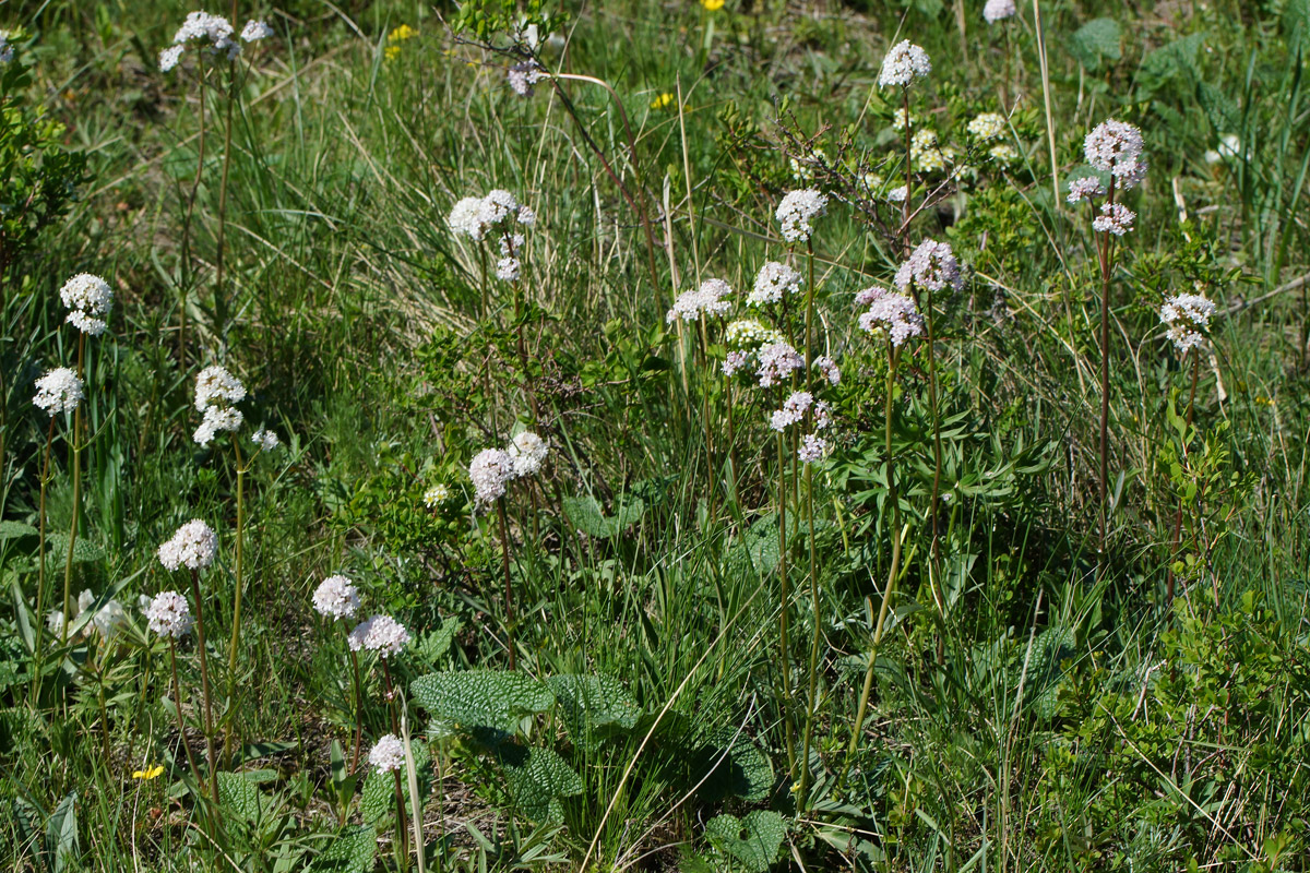 Изображение особи Valeriana tuberosa.