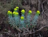 Euphorbia rigida