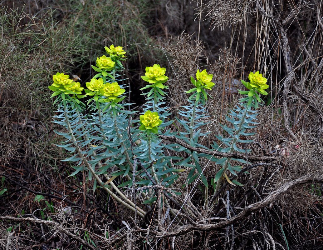 Изображение особи Euphorbia rigida.