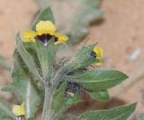 Hyoscyamus pusillus