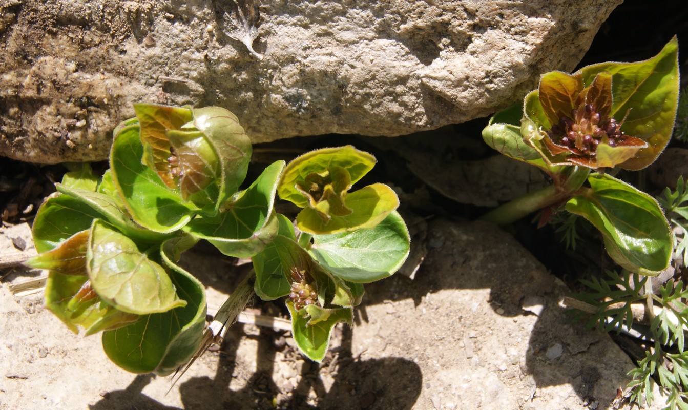 Image of genus Vincetoxicum specimen.