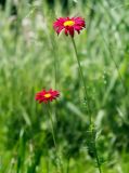 Pyrethrum coccineum