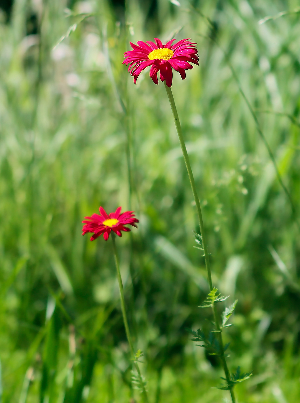 Изображение особи Pyrethrum coccineum.