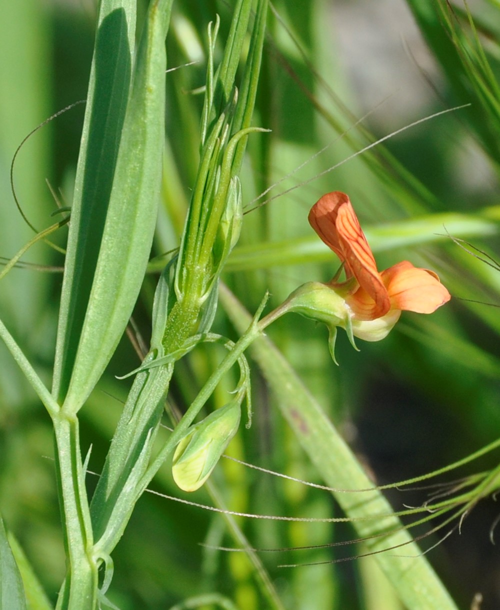 Изображение особи Lathyrus annuus.