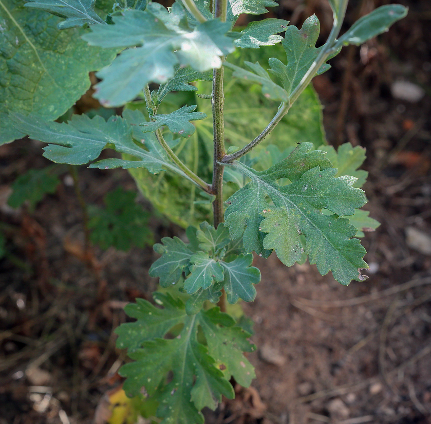 Image of Chrysanthemum indicum specimen.