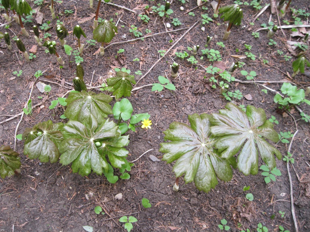 Изображение особи Podophyllum peltatum.