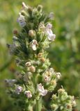 Nepeta cataria. Верхушка соцветия. Татарстан, г. Бавлы, сад. 03.07.2010.