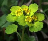 Chrysosplenium alternifolium