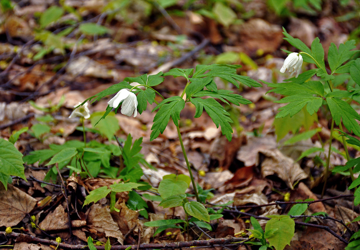 Image of Anemone nemorosa specimen.